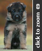 Light Blue Collar Male