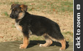 Lime Collar Female