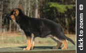 Orange Collar Female