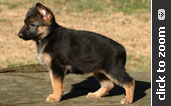 Pink Collar Female