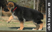 Red Collar Female