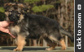 Yellow Collar Female
