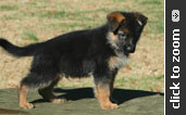 Light Blue Collar Male