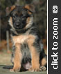 Lime Collar Female