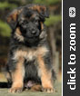 Yellow Collar Male