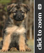 Yellow Collar Female