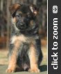 Light Blue Collar Male