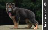 German Shepherd puppy