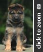 German Shepherd puppy