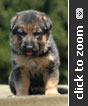 German Shepherd puppy