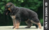 German Shepherd puppy