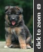 German Shepherd puppy