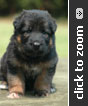 German Shepherd puppy