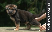 German Shepherd puppy