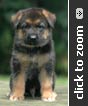 German Shepherd puppy