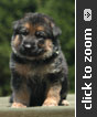 German Shepherd puppy