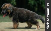 German Shepherd puppy