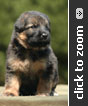 German Shepherd puppy