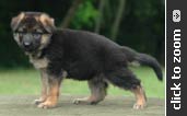 German Shepherd puppy