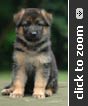 German Shepherd puppy