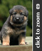 German Shepherd puppy