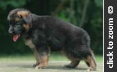 German Shepherd puppy