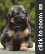 German Shepherd puppy