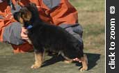 German Shepherd puppy