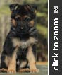 German Shepherd puppy
