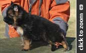 German Shepherd puppy