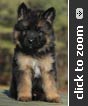 German Shepherd puppy