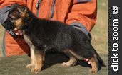 German Shepherd puppy