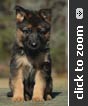German Shepherd puppy