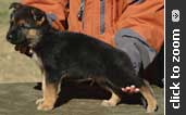 German Shepherd puppy