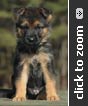 German Shepherd puppy