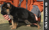 German Shepherd puppy