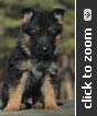 German Shepherd puppy