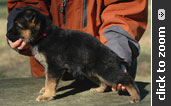 German Shepherd puppy