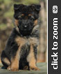 German Shepherd puppy