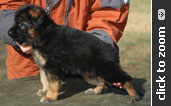 German Shepherd puppy