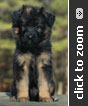 German Shepherd puppy