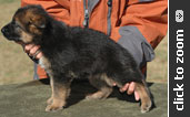 German Shepherd puppy