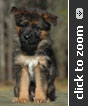 German Shepherd puppy