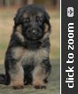 German Shepherd puppy