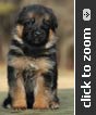 German Shepherd puppy