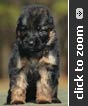 German Shepherd puppy