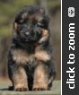German Shepherd puppy
