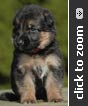 German Shepherd puppy