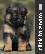 German Shepherd puppy