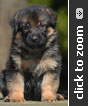 German Shepherd puppy